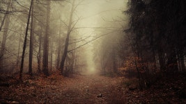 길 숲 안개 - Pixabay의 무료 사진