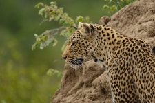 Leopard Mammal Animal - Free photo on Pixabay