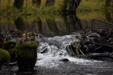 9+ Free Dobrzyca & Poland Images - Pixabay
