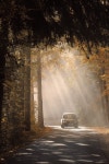Road Forest Sunbeams - Free photo on Pixabay