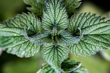 20+ Free Common Nettle & Nettle Images - Pixabay