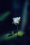 80,000개 이상 무료 검은 장미 및 장미 사진 - Pixabay