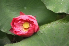 Lotus Flower Pink - Free photo on Pixabay