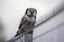Bird Owl Ornithology - Free photo on Pixabay Free Image on Pixabay - Bird, Owl, Ornithology, Perched