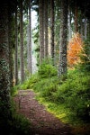 Forest Path Autumn - Free photo on Pixabay Free Image on Pixabay - Forest, Path, Autumn, Season