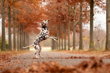 10,000+ Free Dog Jump & Dog Photos - Pixabay