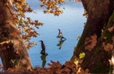 700+ Free Cormoran & Bird Photos