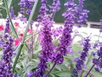 Lavender Flowers Purple - Free photo on Pixabay - Pixabay Lavender Flowers Purple - Free photo on Pixabay