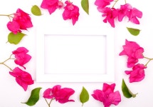 Frame Flowers Bloom - Free photo on Pixabay Free Image on Pixabay - Frame, Flowers, Bloom, Botany