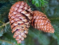 Pine Cone Branch Tree Fir - Free photo on Pixabay