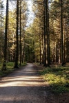 Forest Nature Path - Free photo on Pixabay Free Image on Pixabay - Forest, Nature, Path, Trees, Road