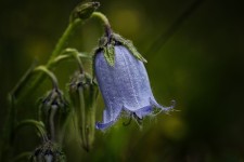 Bellflower Back Online Organic - Free photo on Pixabay