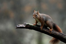 Squirrel Red Rodent - Free photo on Pixabay - Pixabay Squirrel Red Rodent - Free photo on Pixabay
