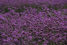 Flowers Verbena Bloom - Free photo on Pixabay