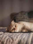 6,000+ Free Kitties & Cat Photos - Pixabay