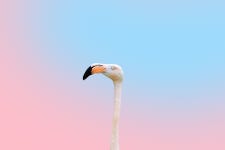 90,000+ Free Meadow In Pastel & Pastel Photos - Pixabay