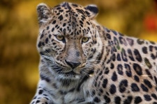 Leopard Animal Mammal - Free photo on Pixabay