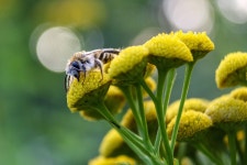 Flowers Bee Pollination - Free photo on Pixabay