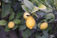 Lemon Tree Fruits - Free photo on Pixabay - Pixabay Lemon Tree Fruits - Free photo on Pixabay