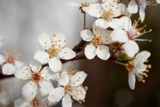 Flowers Filigree Early Spring - Free photo on Pixabay