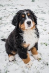 Canine Dog Bernese Mountain - Free photo on Pixabay