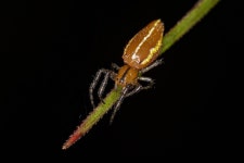 6+ Free Chelicerata & Scorpion Images - Pixabay