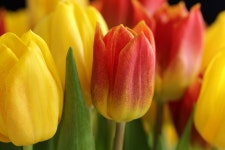 20,000+ Free Tulip Bouquet & Nature Photos - Pixabay