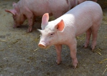 500개 이상 무료 Piglets 및 돼지 사진 - Pixabay