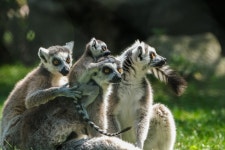 1,000+ Free Lemurs & Madagascar Photos - Pixabay