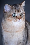 Cat British Shorthair Pet - Free photo on Pixabay
