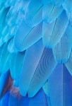 Blue Feather Bird Macaw - Free photo on Pixabay