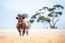 6,000+ Free 암소 & Cow Photos