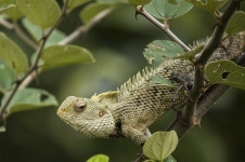 Animal Lizard Animals Bask In The - Free photo on Pixabay