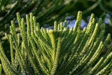 5,000+ Free Canaan Fir & Fir Tree Images - Pixabay