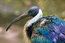 Straw-Necked Ibis Threskiornis - Free photo on Pixabay - Pixabay Straw-Necked Ibis Threskiornis - Free photo on Pixabay