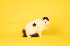 Animal Cat Persian - Free photo on Pixabay Free Image on Pixabay - Animal, Cat, Persian Cat, Feline