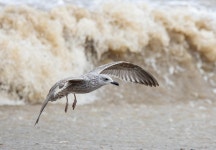 10,000+ Free Common Gull & Gull Photos - Pixabay