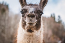 900+ Free Lamas & Nature Photos - Pixabay