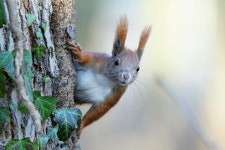 Squirrel Rodent Wildlife - Free photo on Pixabay