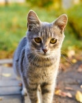 50,000+ Free Cat Mustache & Cat Images - Pixabay