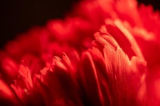 2,000+ Free Alive & Nature Photos - Pixabay