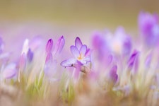 Flowers Crocus Bloom - Free photo on Pixabay