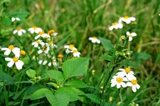 Daisies Flowers White - Free photo on Pixabay