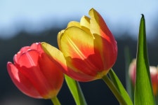 Tulips Flowers Blossom - Free photo on Pixabay