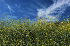 40,000+ Free Mustard Flower & Nature Photos - Pixabay