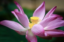 Lotus Flower Water Lily Plant - Free photo on Pixabay - Pixabay Lotus Flower Water Lily Plant - Free photo on Pixabay