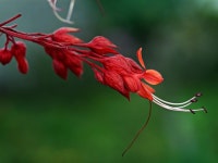 Flowers Plants Botany Spring - Free photo on Pixabay