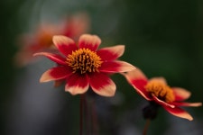 5,000개 이상 무료 Dahlia 및 자연 사진 - Pixabay