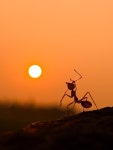 2,000+ Free Ante & Ants Images - Pixabay