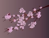 Free Sakura Vector Art - Download 48+ Sakura Icons & Graphics - Pixabay